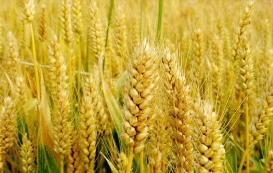 小麦种子批发：小麦收割要点
