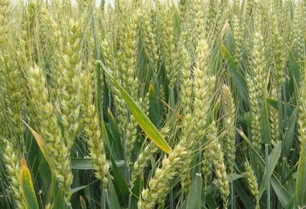 小麦种植培育基地帮麦苗安全越冬