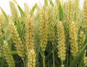 小麦种植培育基地:种子发芽三大条件