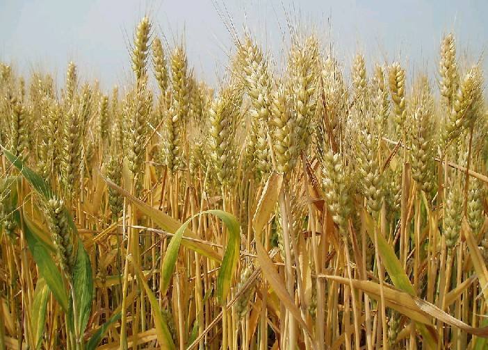小麦种植培育基地：小麦种子发芽条件介绍