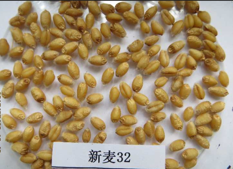 小麦种子批发时如何检查种子质量？