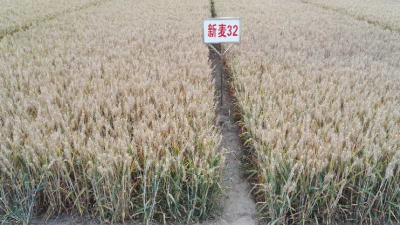 小麦种子批发：小麦高产种植技术