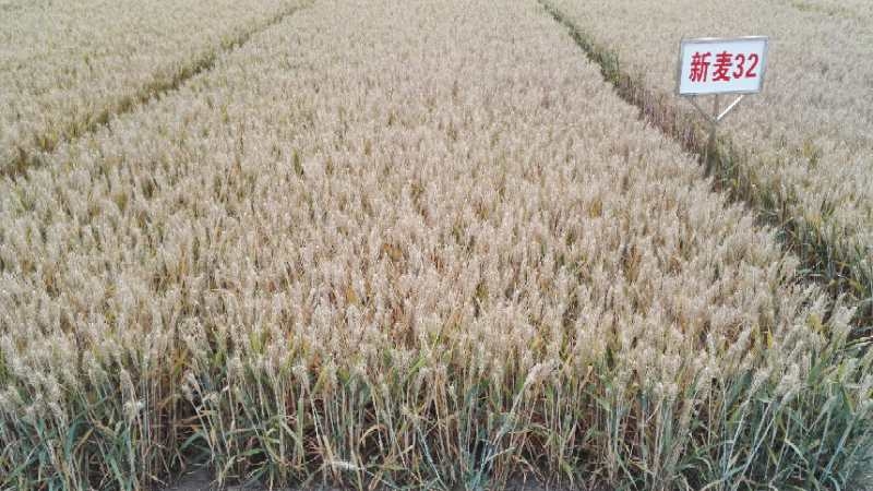 小麦批发：病虫害防治之病害种类