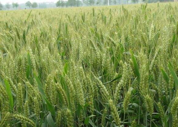 小麦种子批发：小麦种子不出苗怎么办